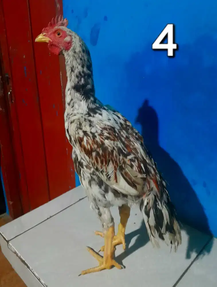 Ayam Bangkok Khoy x Pamangon