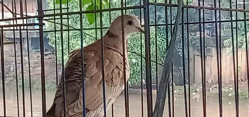 ANAKAN BURUNG PUTER ADA 3 EXOR