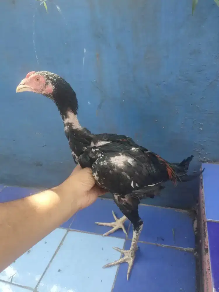 Ayam Bangkok Muda