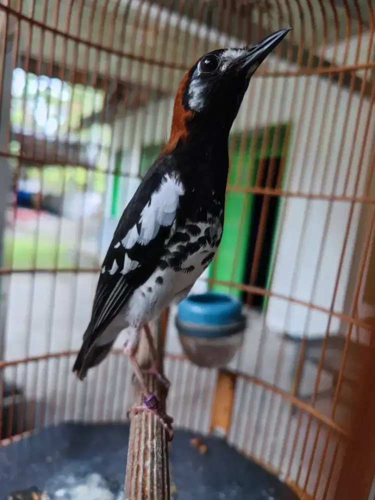 Anis kembang jantan gacor ngerol istimewa