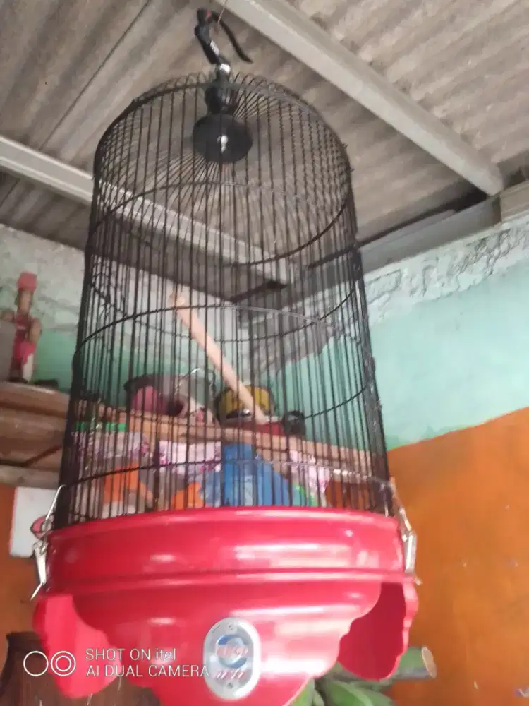 Kandang kapsul EBOD mulus di BSD