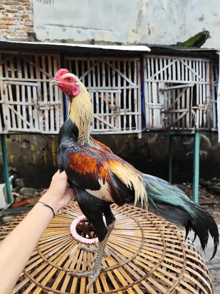 Ayam bangkok ( mangon)