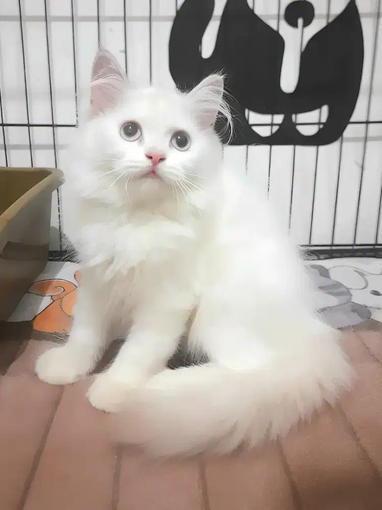 Kucing persia himalaya betina