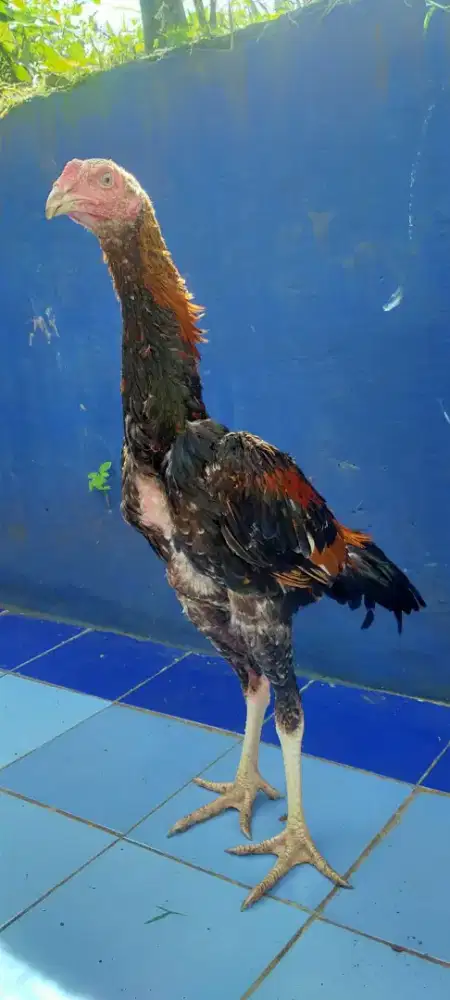Ayam Bangkok Klasik Muda