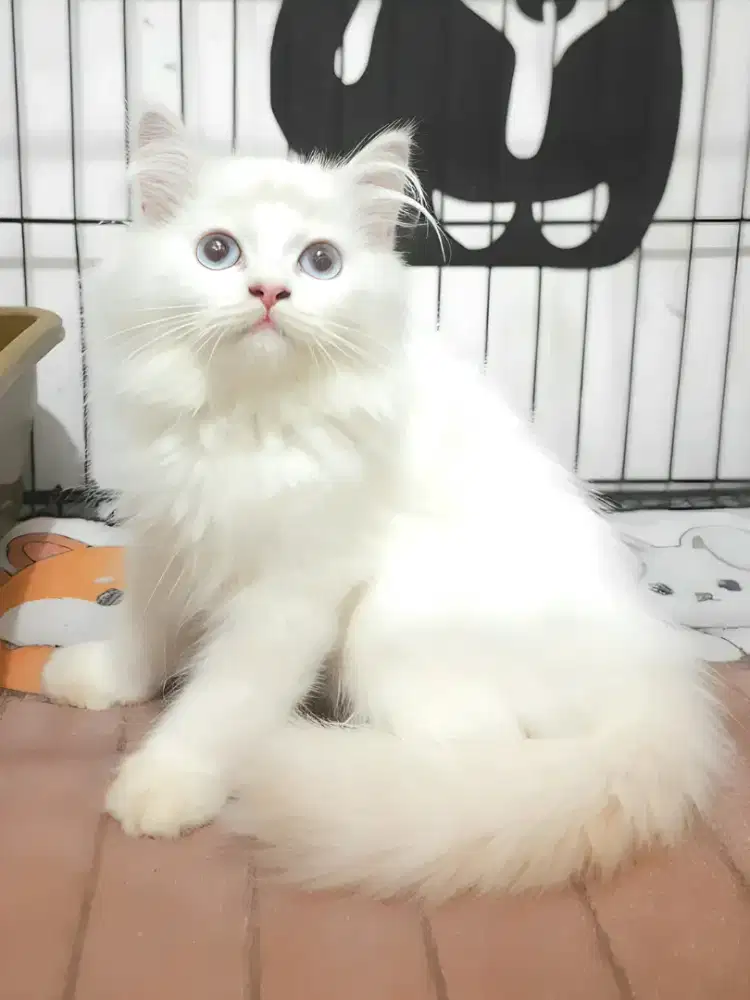 Kucing persia himalaya betina
