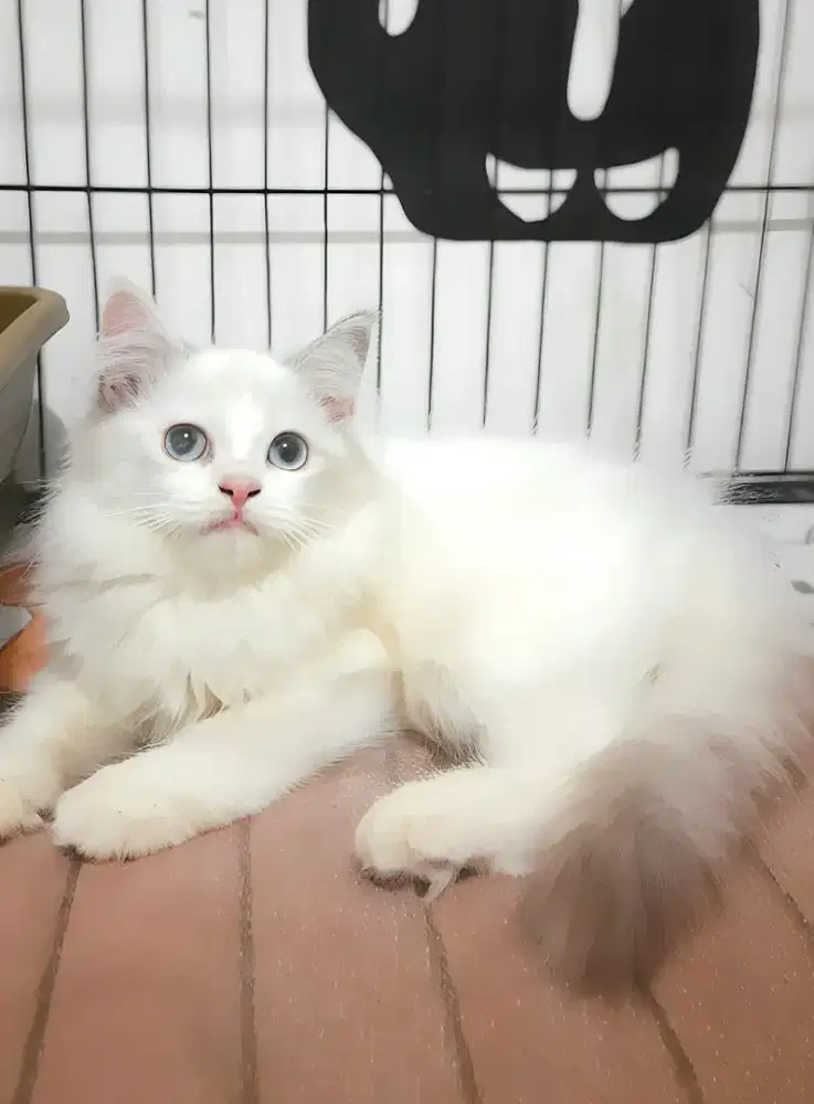 Kucing persia himalaya