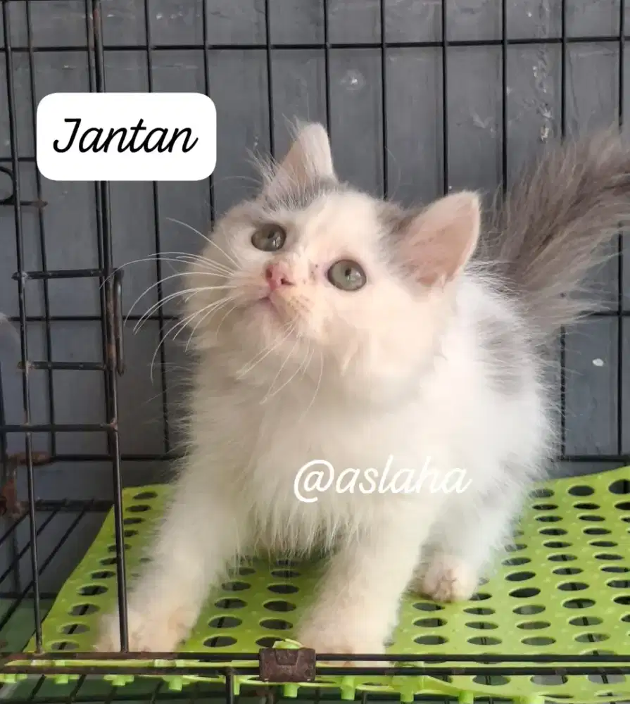 Anak kucing anggora/kitten persia jantan/kucing persia jantan