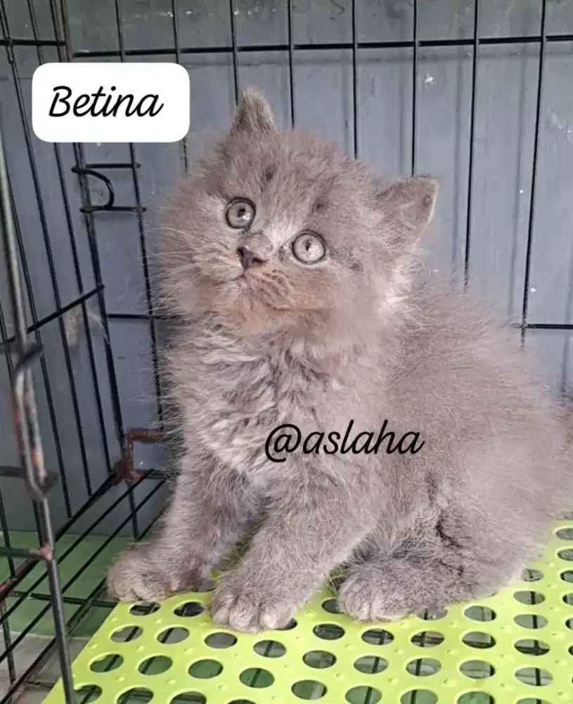 Anak kucing anggora/kitten persia betina /kucing persia betina
