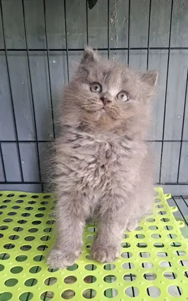 Anak kucing anggora/kitten persia betina /kucing persia betina