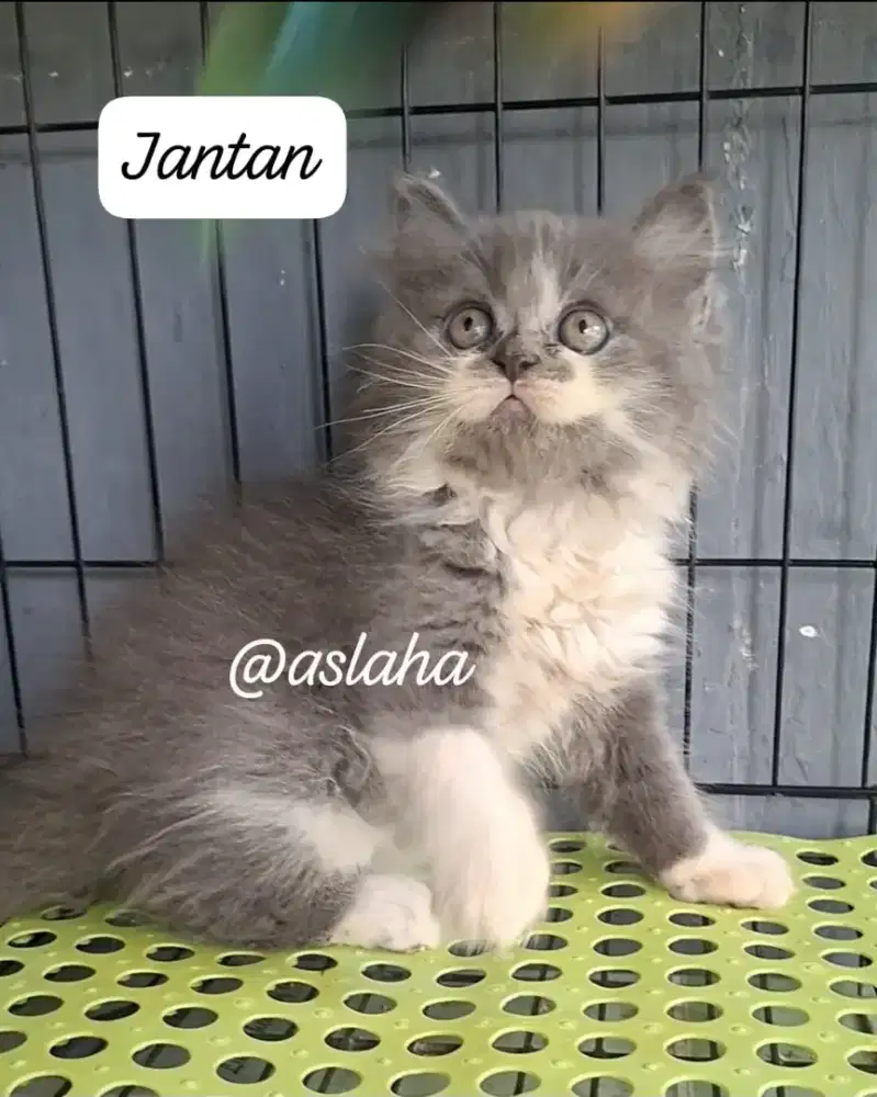 kucing anggora/ kitten persia jantan/kucing persia jantan
