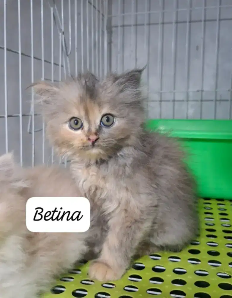 Kucing persia betina/kitten persia flatnose /anakan kucing anggora