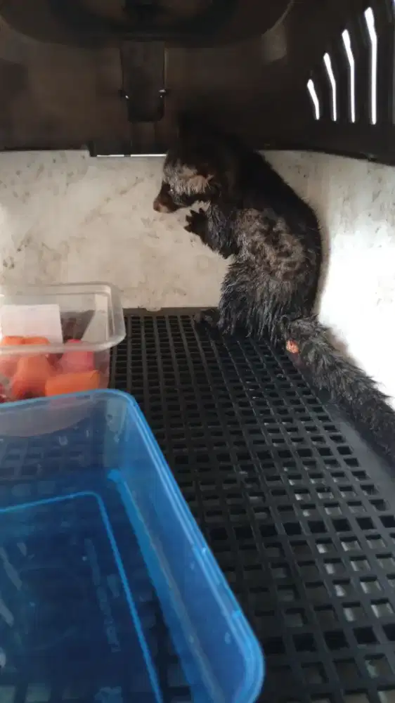 anknya musang pandan