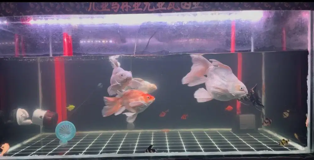 Koi hudielong buterfly