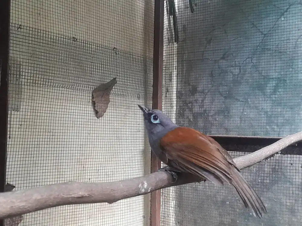 Burung Poksay Mantel Harian Gacor  body BIG