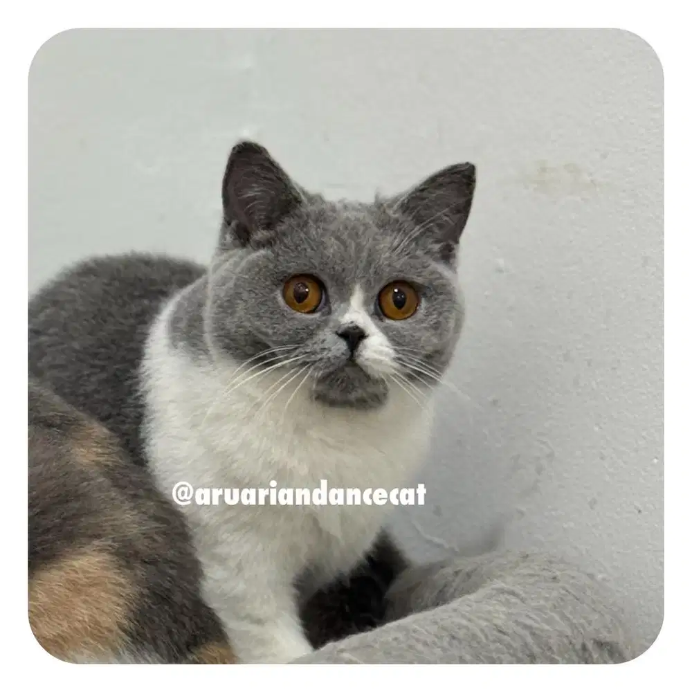 KUCING BRITISH SHORTHAIR PED CFA