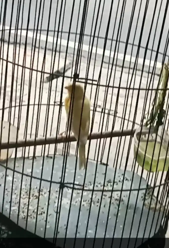 Kenari xtrajoss fullset kandang besi