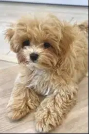 Dibutuhkan ART Menginap utk Beberes dan Mengurus Doggy 1 ekor