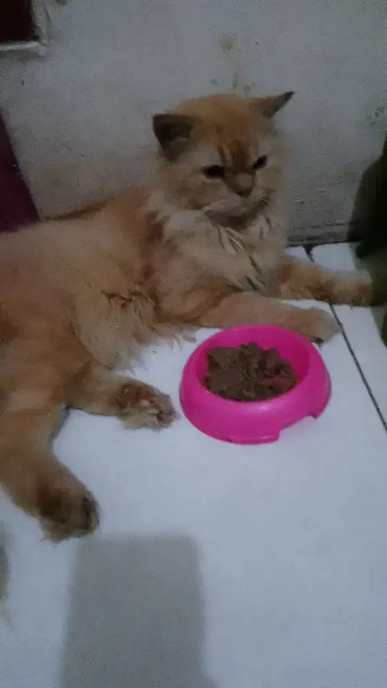 Kucing Persia dewasa