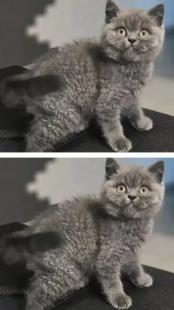 Kucing kitten British shorthair male super gembul