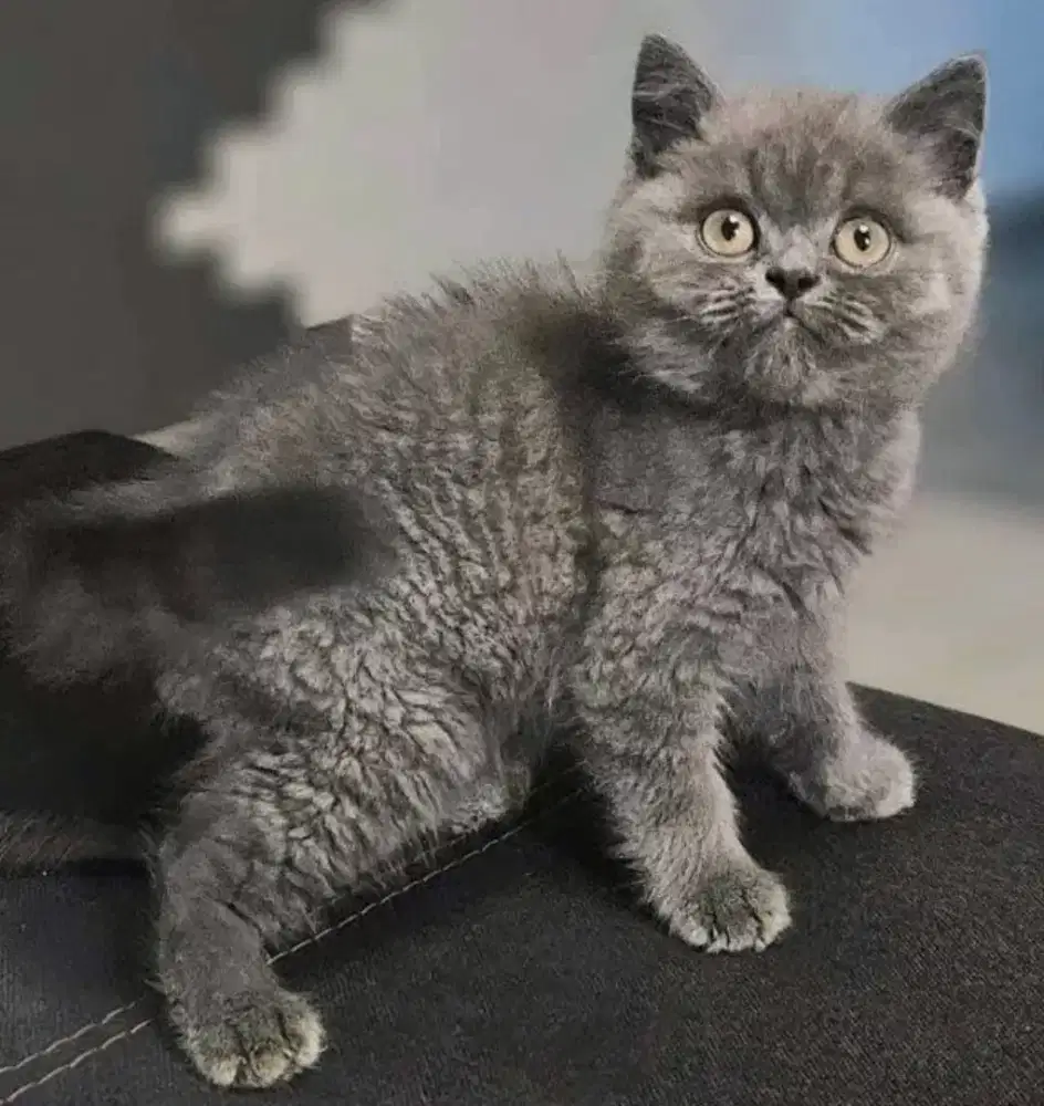 Kucing kitten British shorthair Jantan