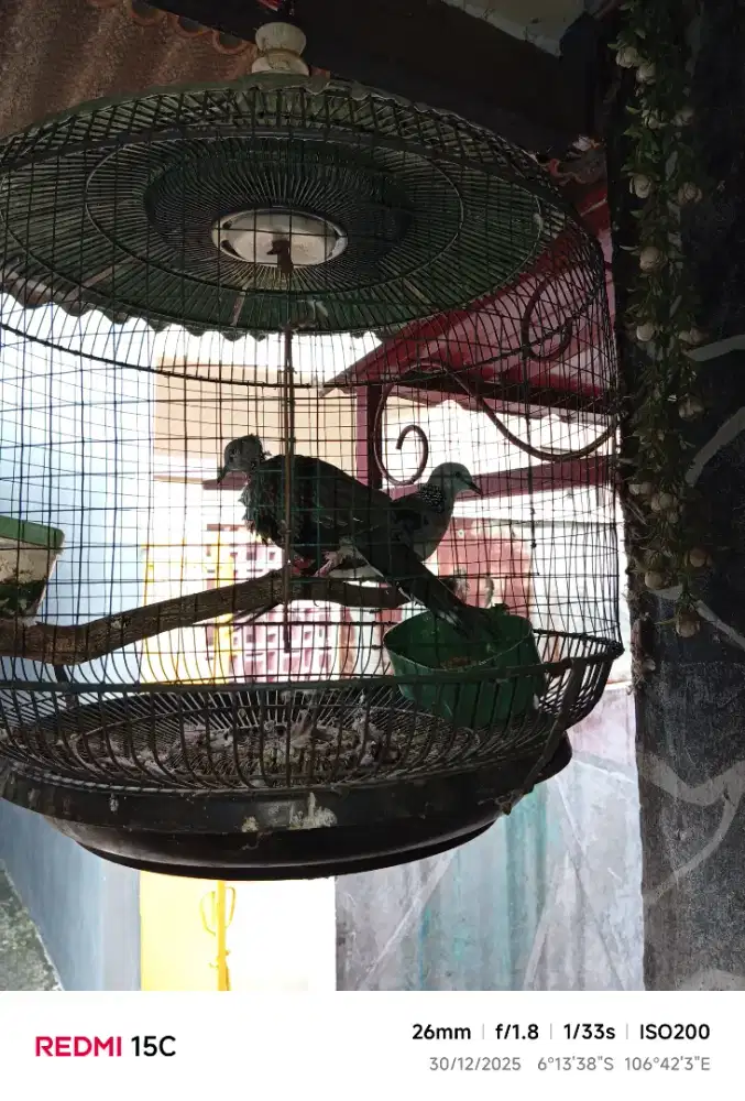 Jual tekukur kuk 2 sepasang