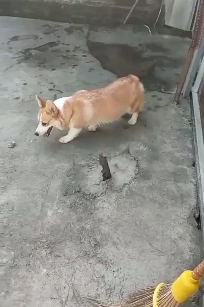 Indukan corgy stambum