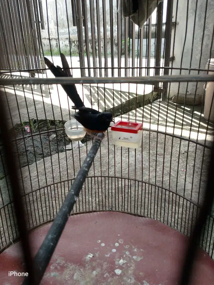 Murai Medan Ring ekor panjang