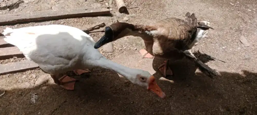 Angsa / soang sepasang dewasa