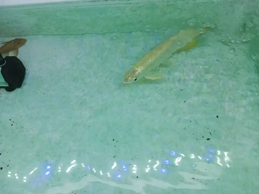 Arwana crossback 24k