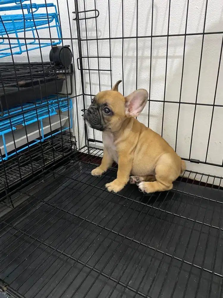 French bulldog puppy