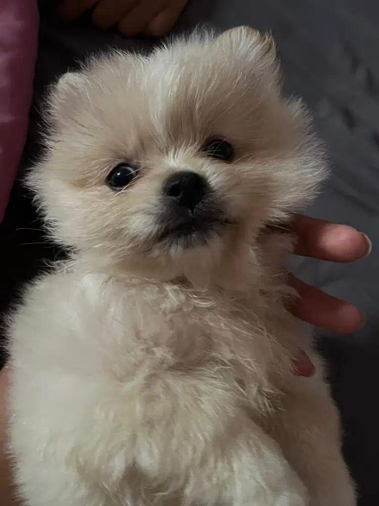 Puppy Chihuahua mix Pomerian