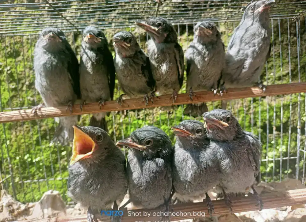 Anakan cendet dan Kacer daput