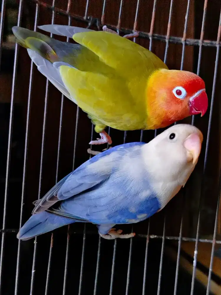 Burung Lovebird indukan Pied Vio sable/PF x PF Green/PB