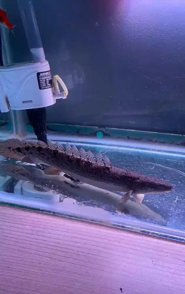 BU JUAL PALMAS  20cm+