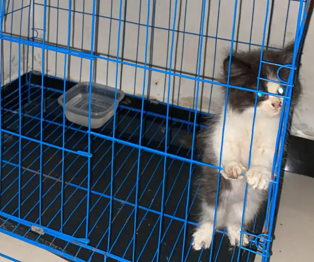 Kitten persia jantam