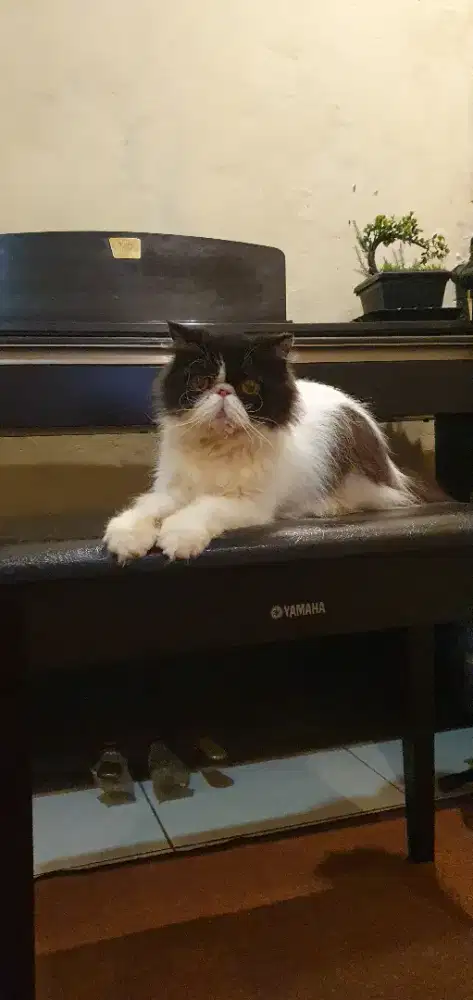 Peaknose betina dewasa proven