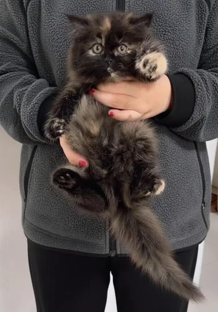 Kucing Persia Flatnose Riwuk