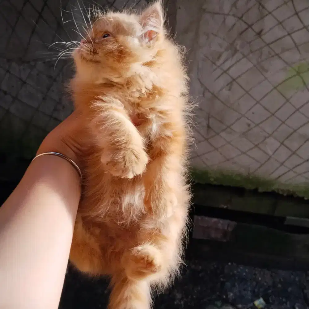 Kitten munckin ns jantan