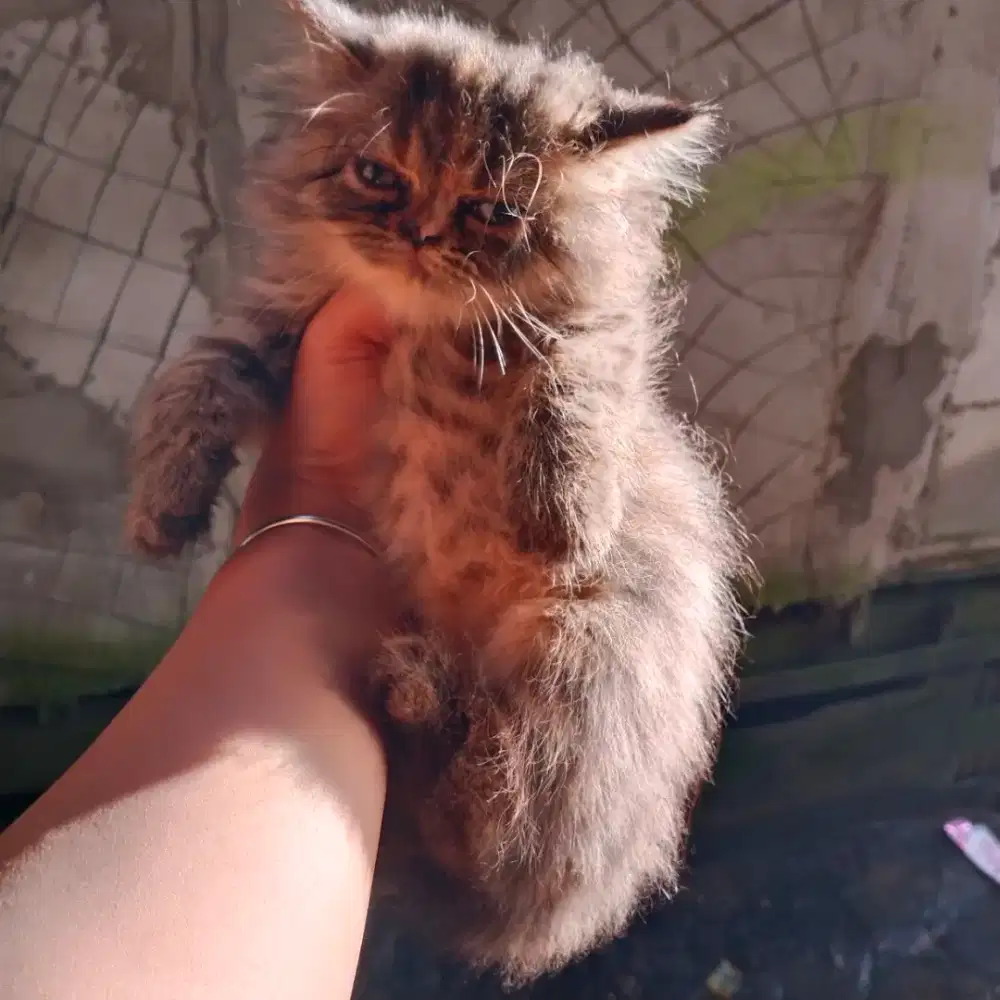 Kitten munckin ns betina