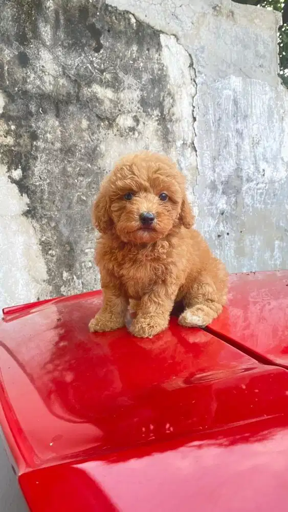 Open book adopt Red toy poodle jantan