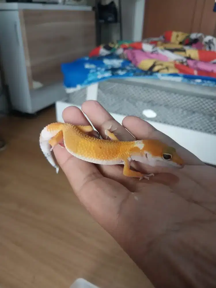Reptil gecko super hypo tangerine carrot tail ( SHTCT )