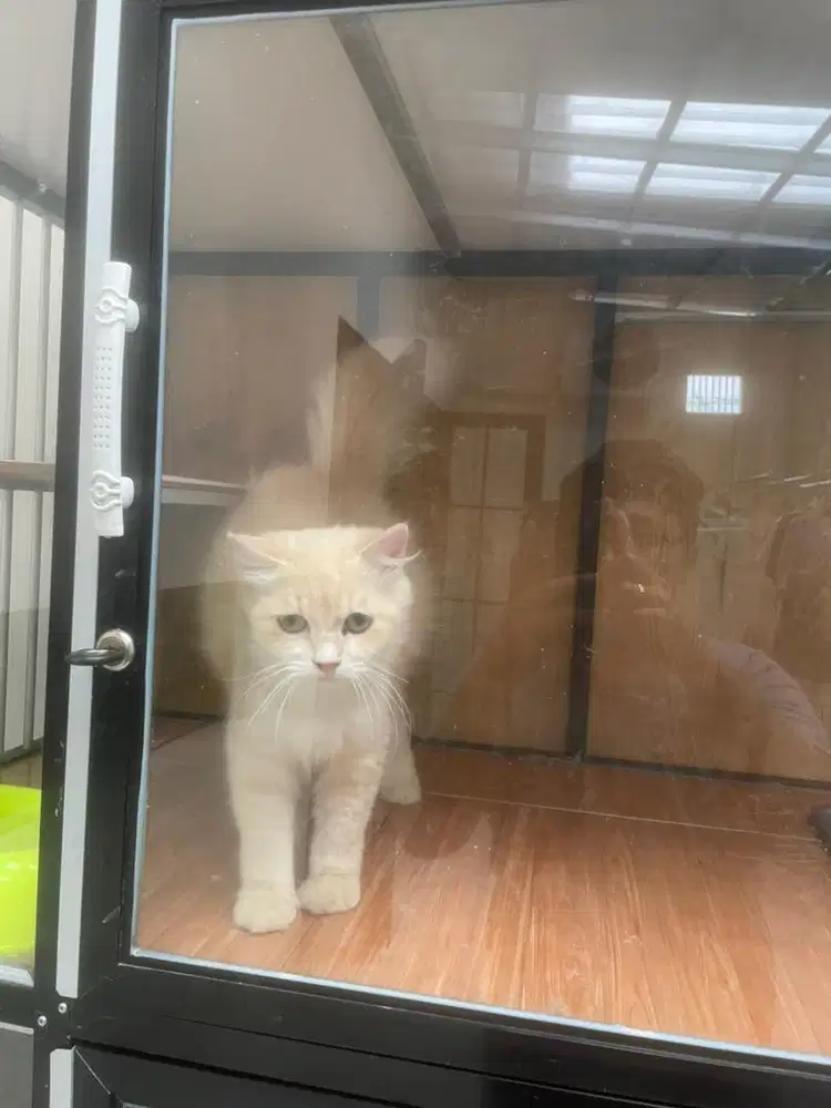 Kucing persia betina proven