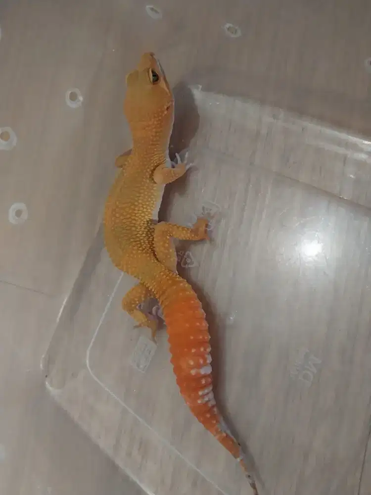 Reptil gecko leopard SHTCT het tremper giant