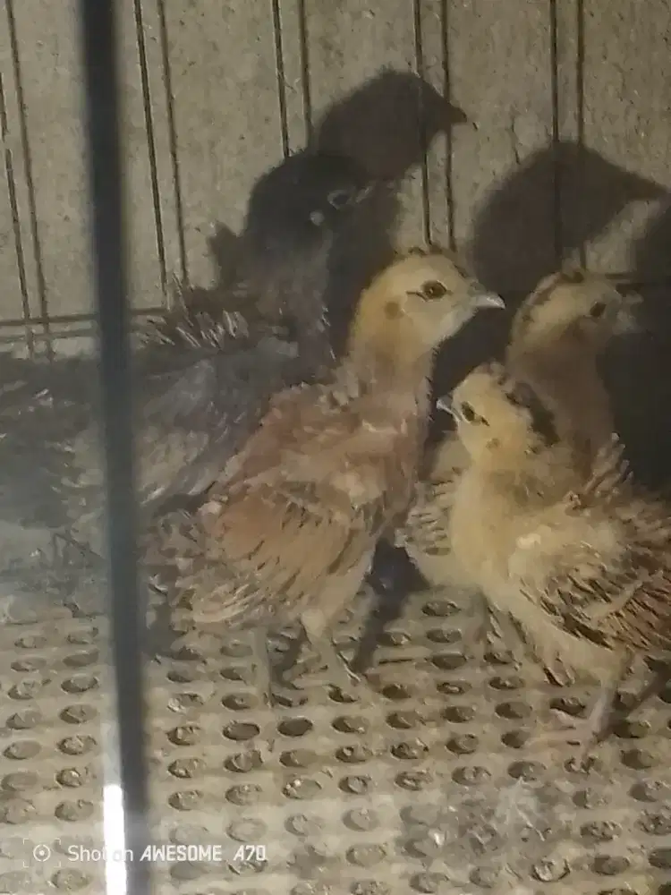 Anakan ayam walik sepasang