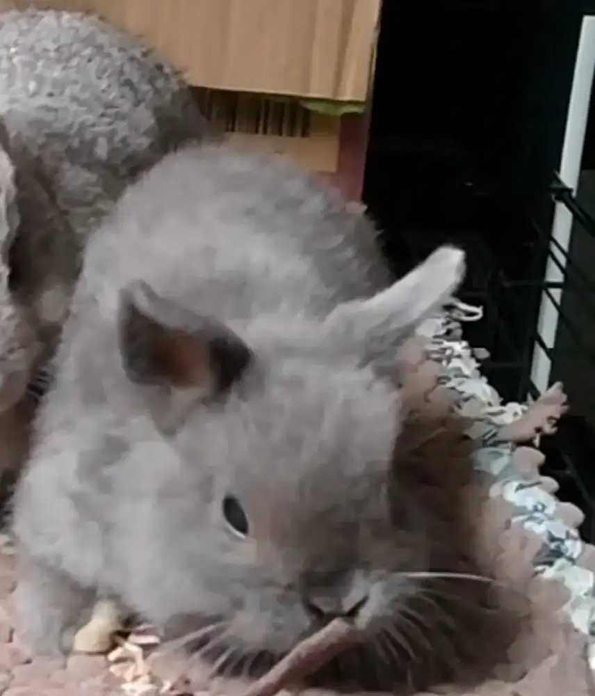 Kelinci ND Nederland dwarf