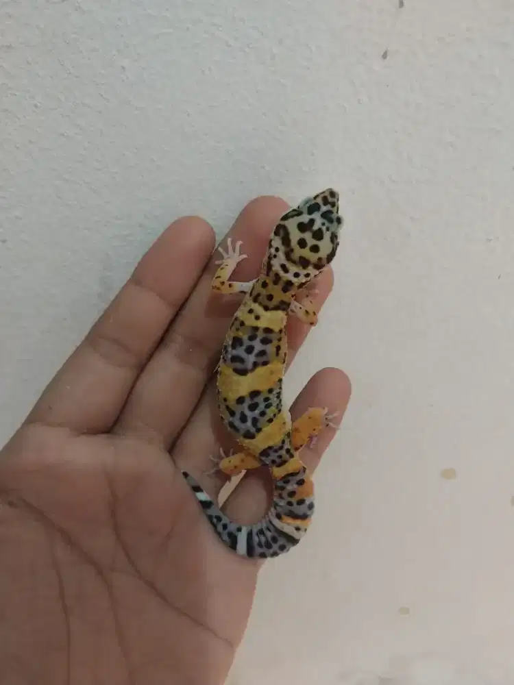Reptil leopard gecko super hypo tangerine black night cross