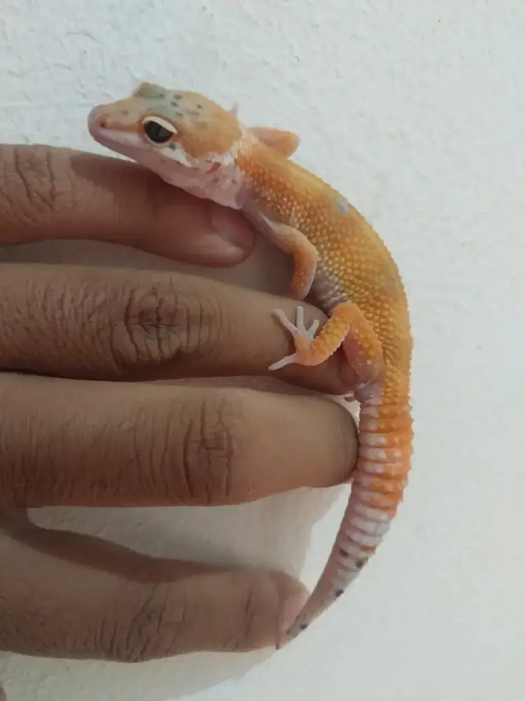 Reptil leopard gecko super hypo tangerine carrot tail bell