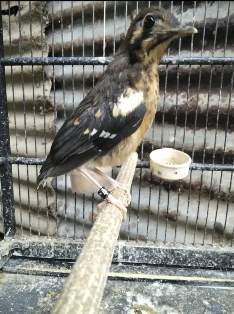 Anis Kembang Trotol Malang