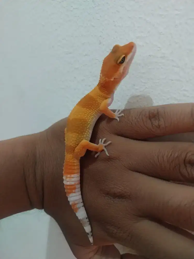 Reptil leopard gecko super hypo tangerine carrot tail bell tomato line