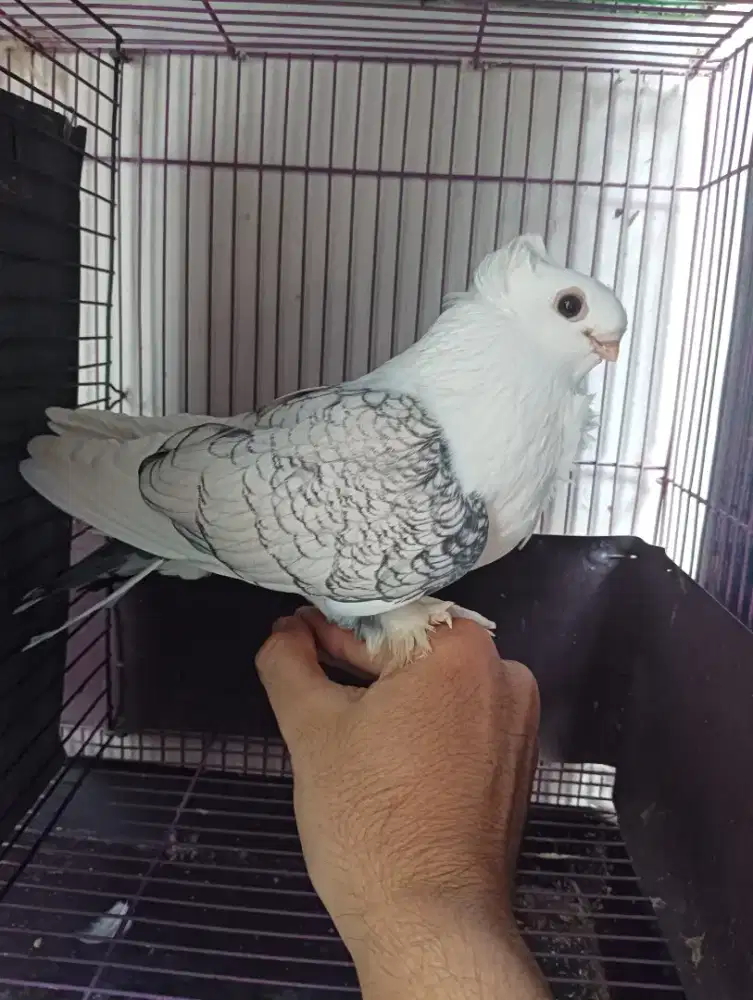 Santinet Jantan Jinak